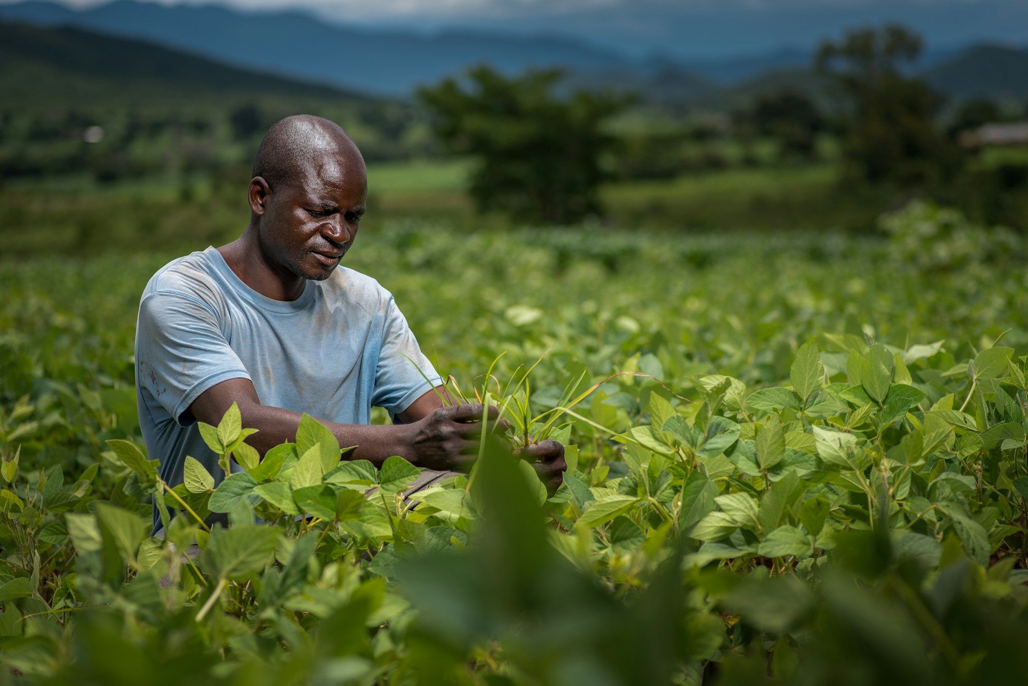 Un agriculteur examine ses plants de soja dans un champ verdoyant.